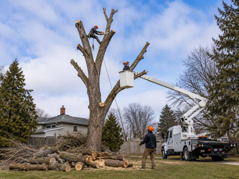Cherry Tree Removal in San Jose, CA