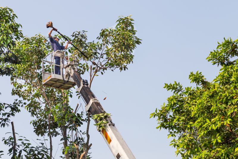 Local Tree Limb Trimming pros at work
