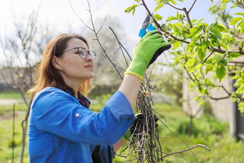 Apple Tree Pruning in San Jose, CA
