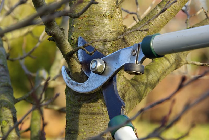 Birch Tree Pruning in Doylestown, PA