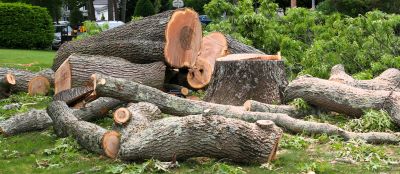 Birch Tree Removal in Aiken, SC