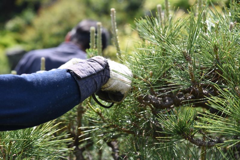 Bradford Pear Tree Pruning in San Jose, CA
