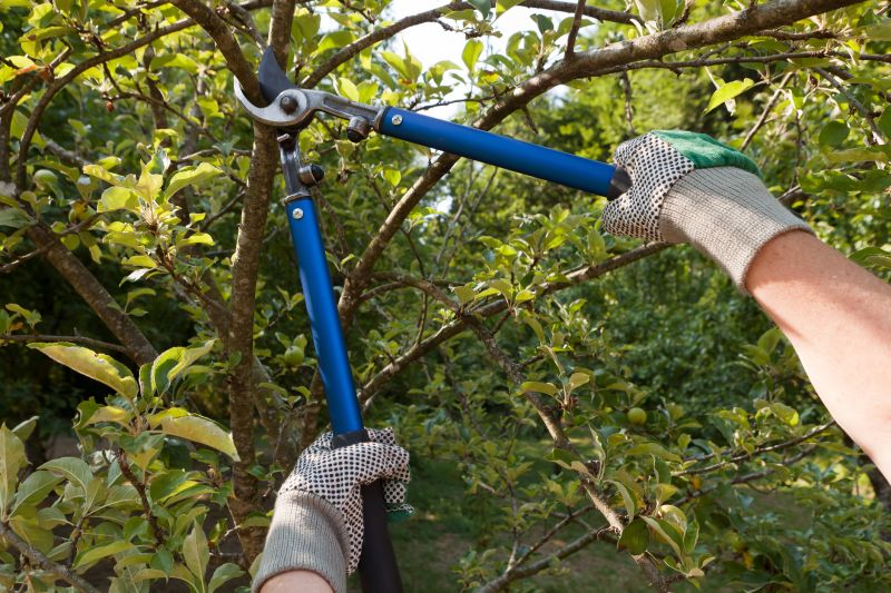 Branches Pruning in Reno, NV