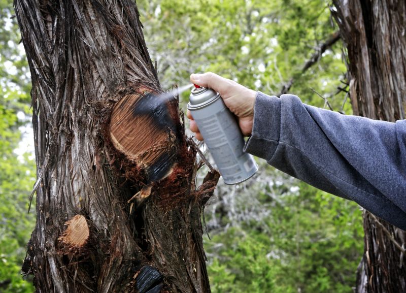 Cedar Tree Trimming in San Jose, CA