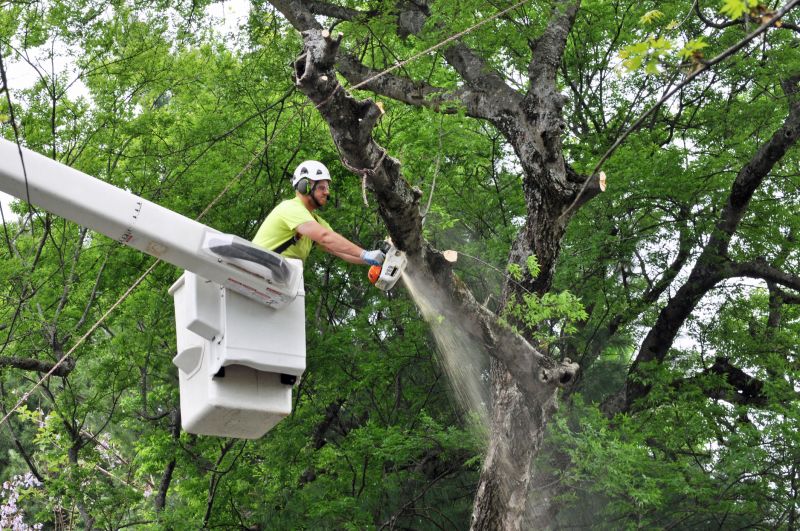 Commercial Tree Trimming in Denver, CO