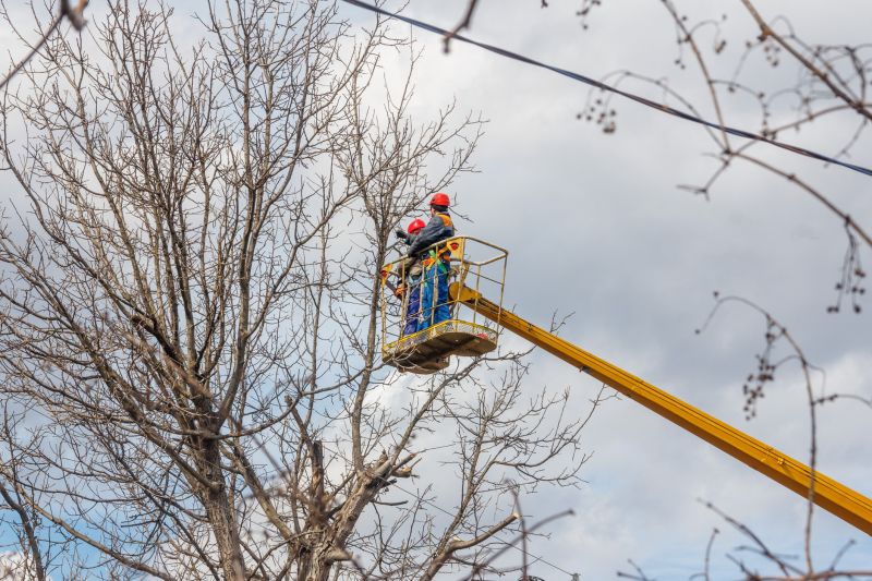 Commercial Tree Trimming in Bucks County, PA