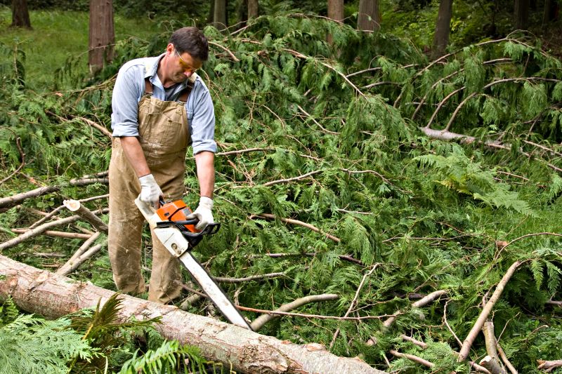 Cypress Tree Removal in Pottstown, PA