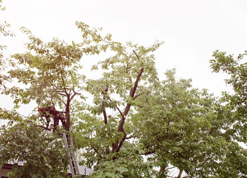 Tree Limb Trimming detail