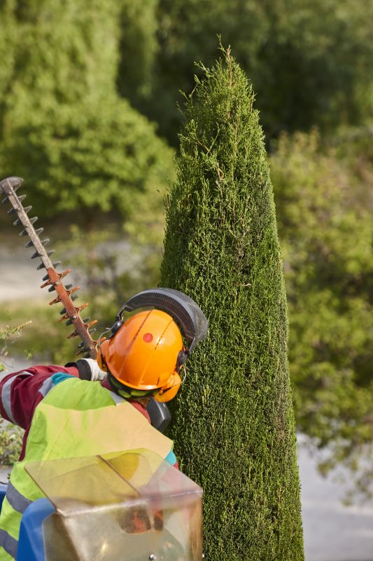 Hickory Tree Trimming in Doylestown, PA