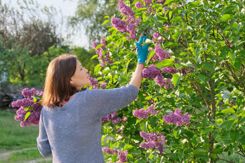 Honeysuckle Trimming in Rockwall, TX