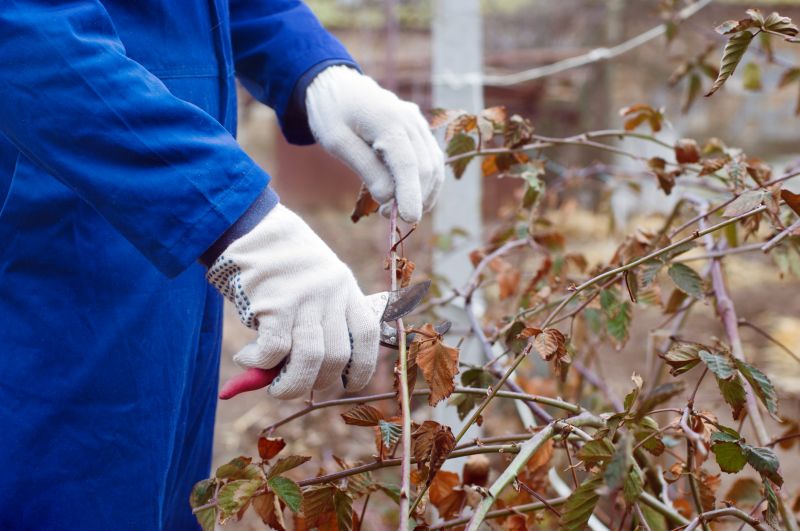 Juniper Pruning in Ventura County, CA