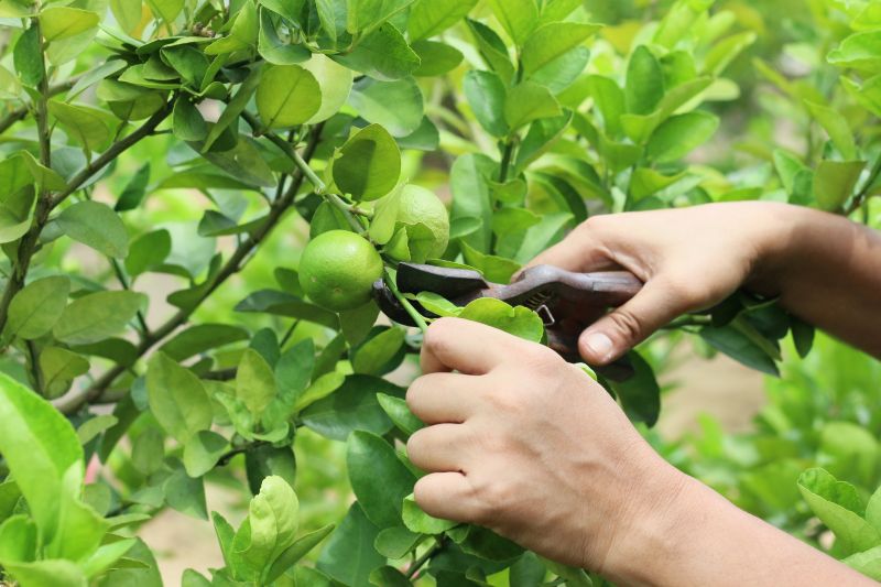 Limb Pruning in Allentown, PA