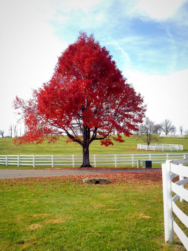 Maple Tree Pruning in San Jose, CA