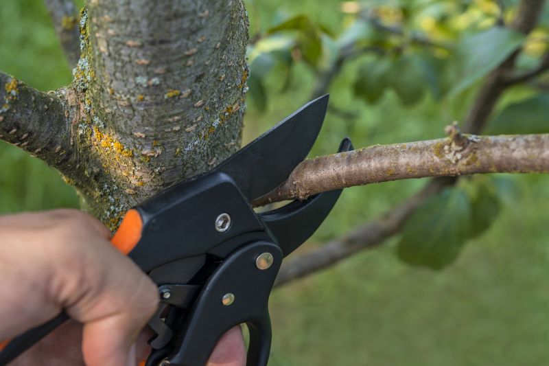 Peach Tree Pruning in Reno, NV