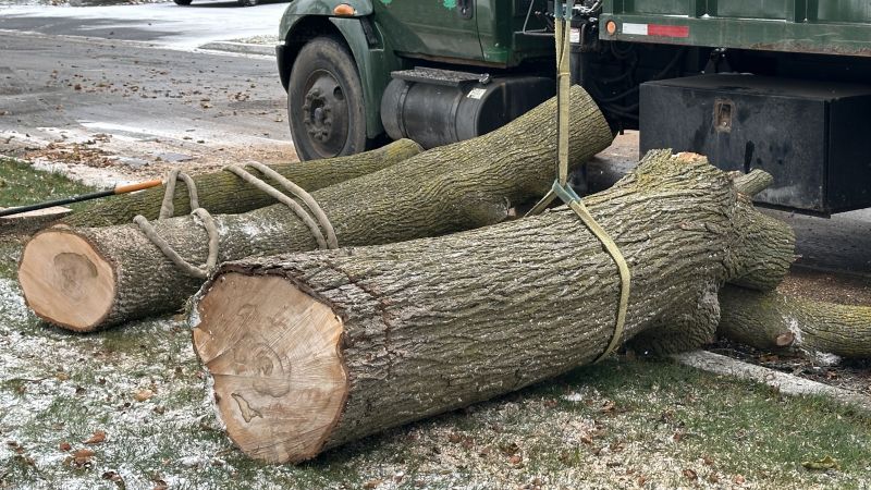 Residential Tree Service in Bucks County, PA