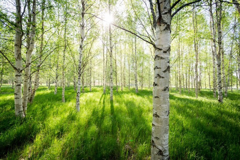 River Birch Trimming in Reno, NV