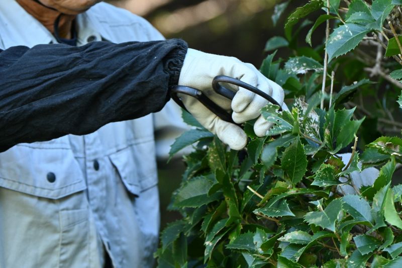 Shrub Pruning in Aiken, SC