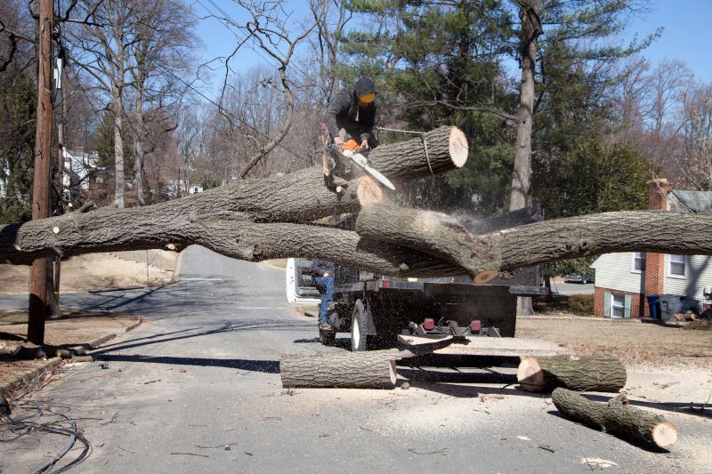 Spruce Tree Removal in Bucks County, PA