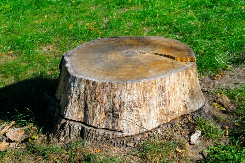 Stump Cutting in Aiken, SC