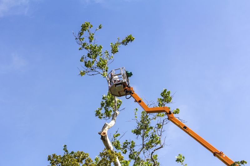 Tree Limb Trimming