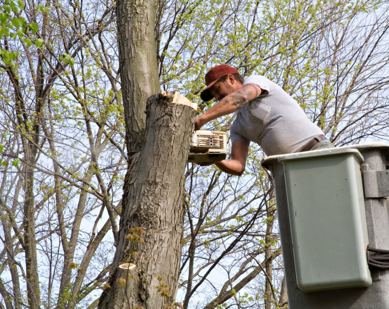 Tree Service in San Jose, CA