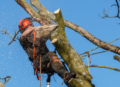 Tree Shearing