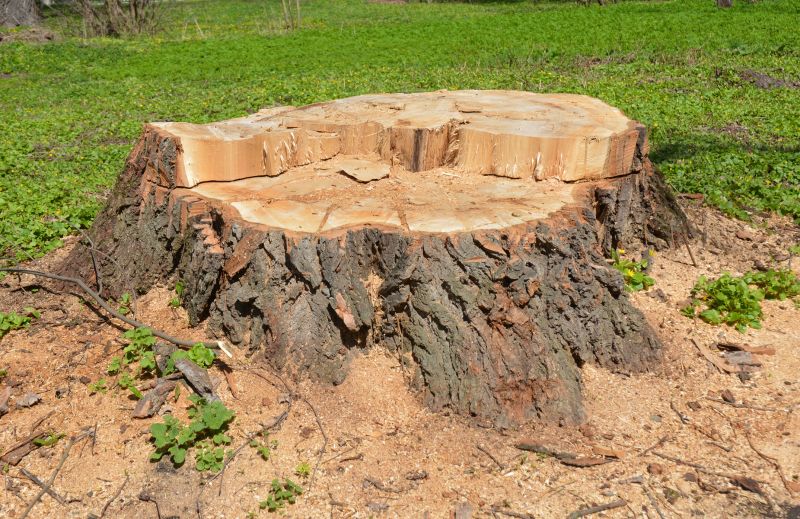 Tree Trunk Removal in Waldorf, MD
