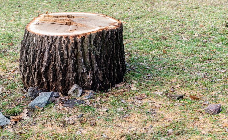 Tree Trunk Removal in Calvert County, MD