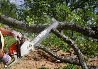 Remove Tree Branches That Are Dead or Diseased!